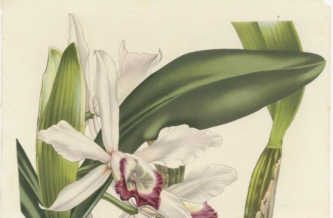 Stelzner's Laelia Orchid: Hand-Colored Lithograph by Louis van Houtte, 1855, close-up 3