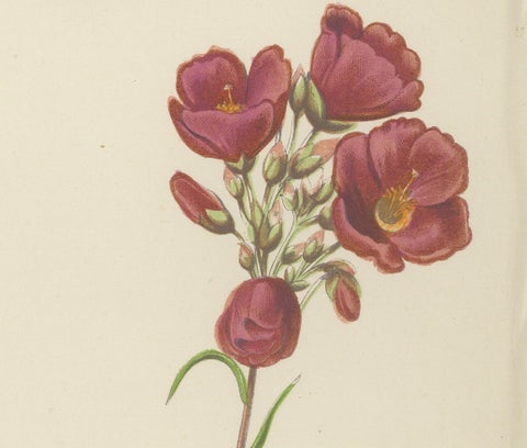 Alpine Violet and Red Calandrinia hand coloured botanical print 1874, close-up 2