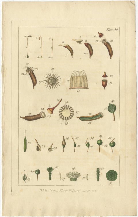 Botanical Study of Various Plant Structures in an Original Engraving, 1803, view 2