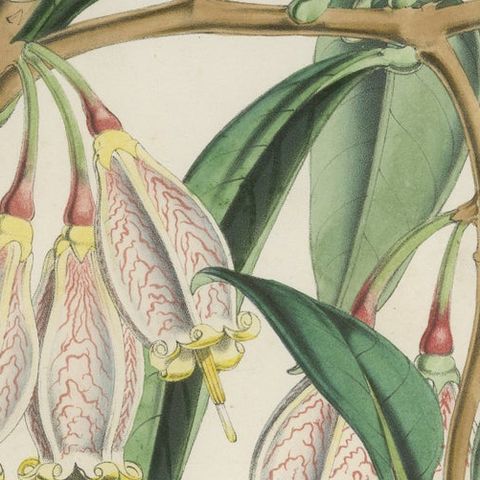 A Rare Botanical Study of Exotic Flora by Hoola van Houten, 1847, close-up 4