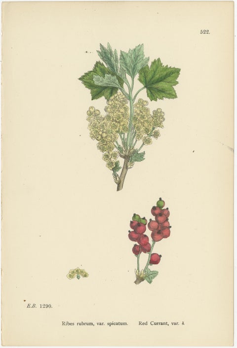 Hand-Colored Botanical Engravings of Red and Black Currant Varieties, 1902, view 3