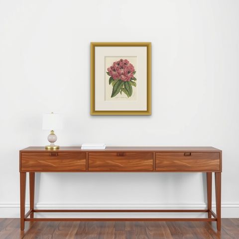 Stamford Rhododendron: Hand-Colored Lithograph by Louis van Houtte, 1855, shown framed on a wall, true to size