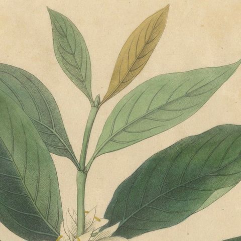 Antique Coffee Botanical Print, Coffea Arabica, Hand Colored, c.1831, close-up 4
