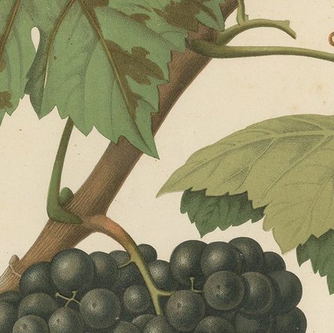 Rare Original Antique Lithograph of the Brun Fourca Grape Variety, 1890, close-up 2