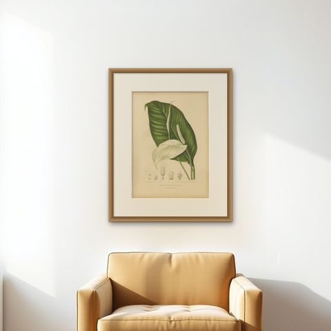 Original Antique Peace Lily Botanical Chromolithograph by Hoola van Nooten, 1880, shown framed on a wall, true to size