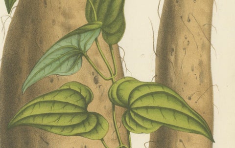 Botanical Illustration of Chinese Yam: Dioscorea Batatas, c.1855, close-up 2