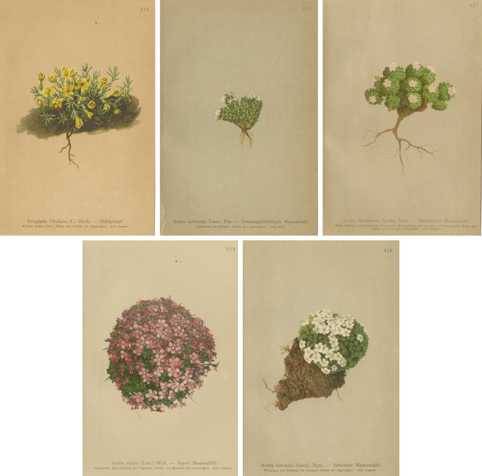 Alpine Botanical Prints Set of 5, Aretia & Douglasia, Antique Chromolithos, 1897