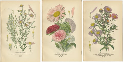 Antique Botanical Prints: Michaelmas Daisies, China Asters & New England Asters, view 5