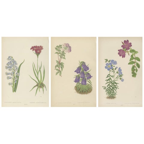 Victorian Triptych of Alpine Flowers from Alpine Plants by David Wooster 1874