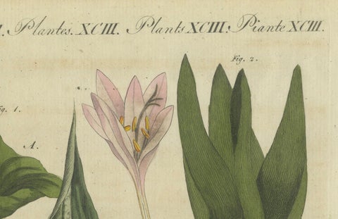 Elegant 1805 Hand-Colored Botanical Engraving of Bulbous Plants from Bertuch, close-up 3
