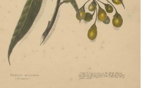 New Zealand Botanical Fruit Studies, Set of Three Lithographs, 1890, close-up 2