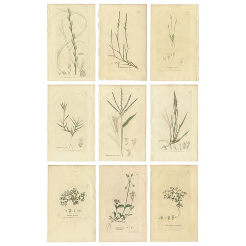 Set of 9 Antique Botanical Engravings of Grasses & Wildflowers, c.1830