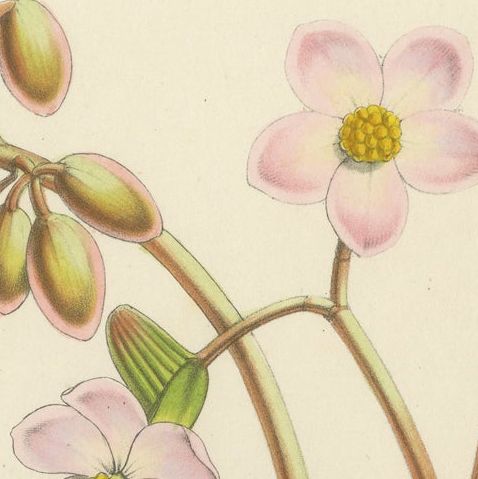Botanical Illustration of Begonia Rex with Flowers, 1854-1855 Lithograph Print, close-up 4