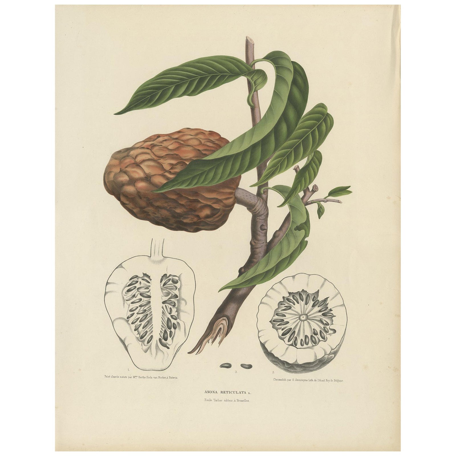 Annona Reticulata, Custard Apple Botanical Lithograph c.1864