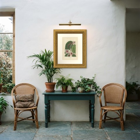 Hoya Macrophylla, Wax Plant in Flower Chromolithograph, 1859, shown framed in a room, true to size