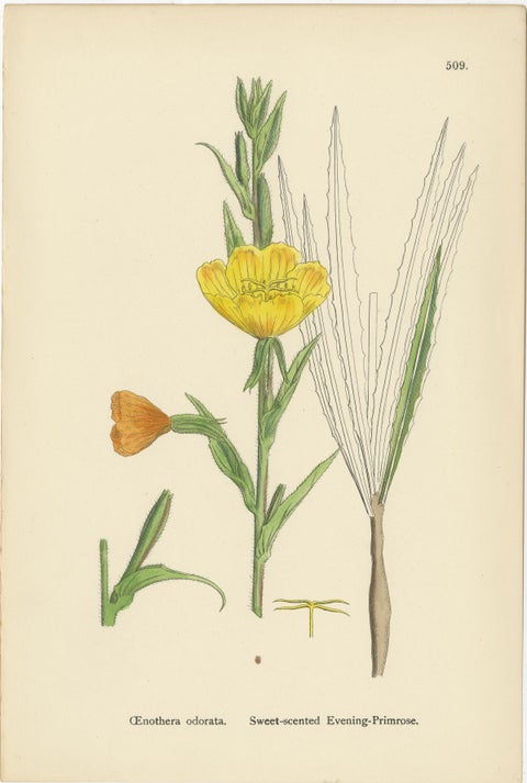 Engravings of Evening-Primrose, Marsh Isnardia, and Enchanter’s Nights, 1902, view 2