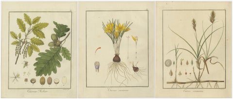 English Oak, Cloth of Gold Crocus, and Sand Sedge: Botanical Illustrations 1819, view 5