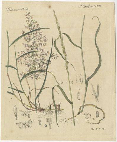 Two Grasses with Flower Details, Antique Bertuch Print, circa 1818