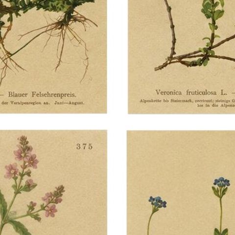 Antique Alpine Speedwell and Wulfenia Small Botanical Prints, Set of 8, 1897, close-up 2
