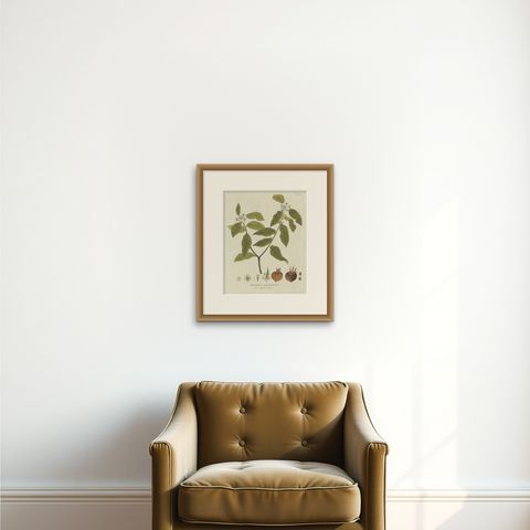 Antique Botany Print of the Mespilus Germanica by Plenck 'circa 1790', shown framed on a wall, true to size
