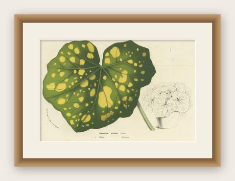 Botanical Illustration of Farfugium grande Leaf, 1854-1855 Lithograph Print, shown framed