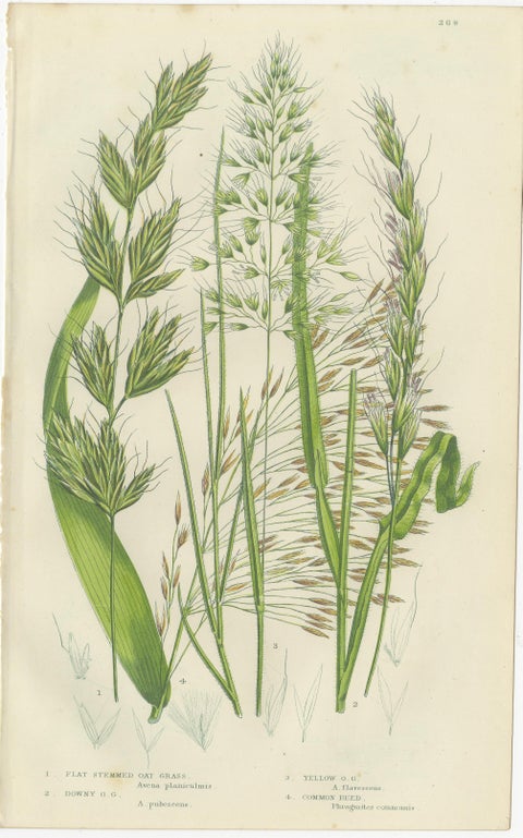 Antique Botanical Engravings of Grass and Rush Species, 1873, view 2
