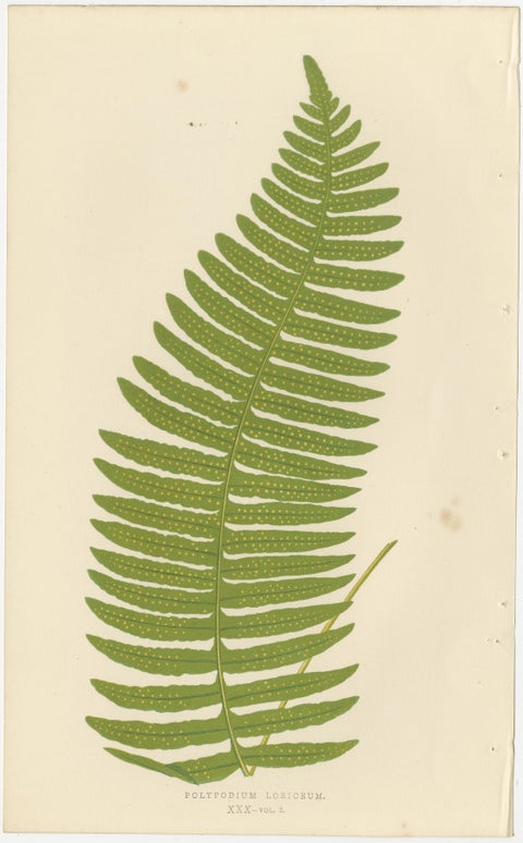Set of 10 Original Antique Fern Lithographs by Edward J. Lowe, 1856, view 3