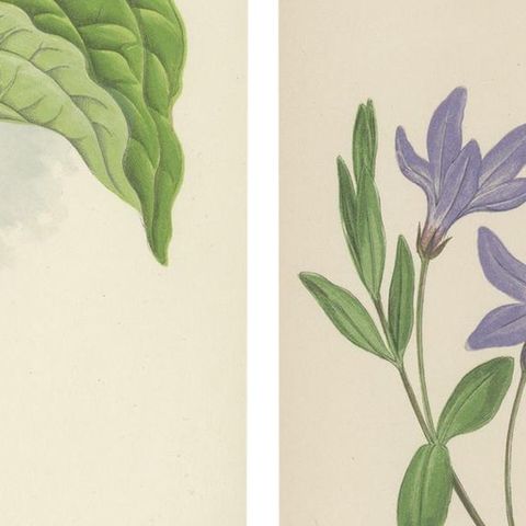 Alpine Botanical Lithograph Pair of Vinca and Trillium, 1874, close-up 4