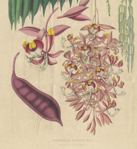 Antique Botany Print of the Amherstia Nobilis by Van Houtte, 1849, view 4