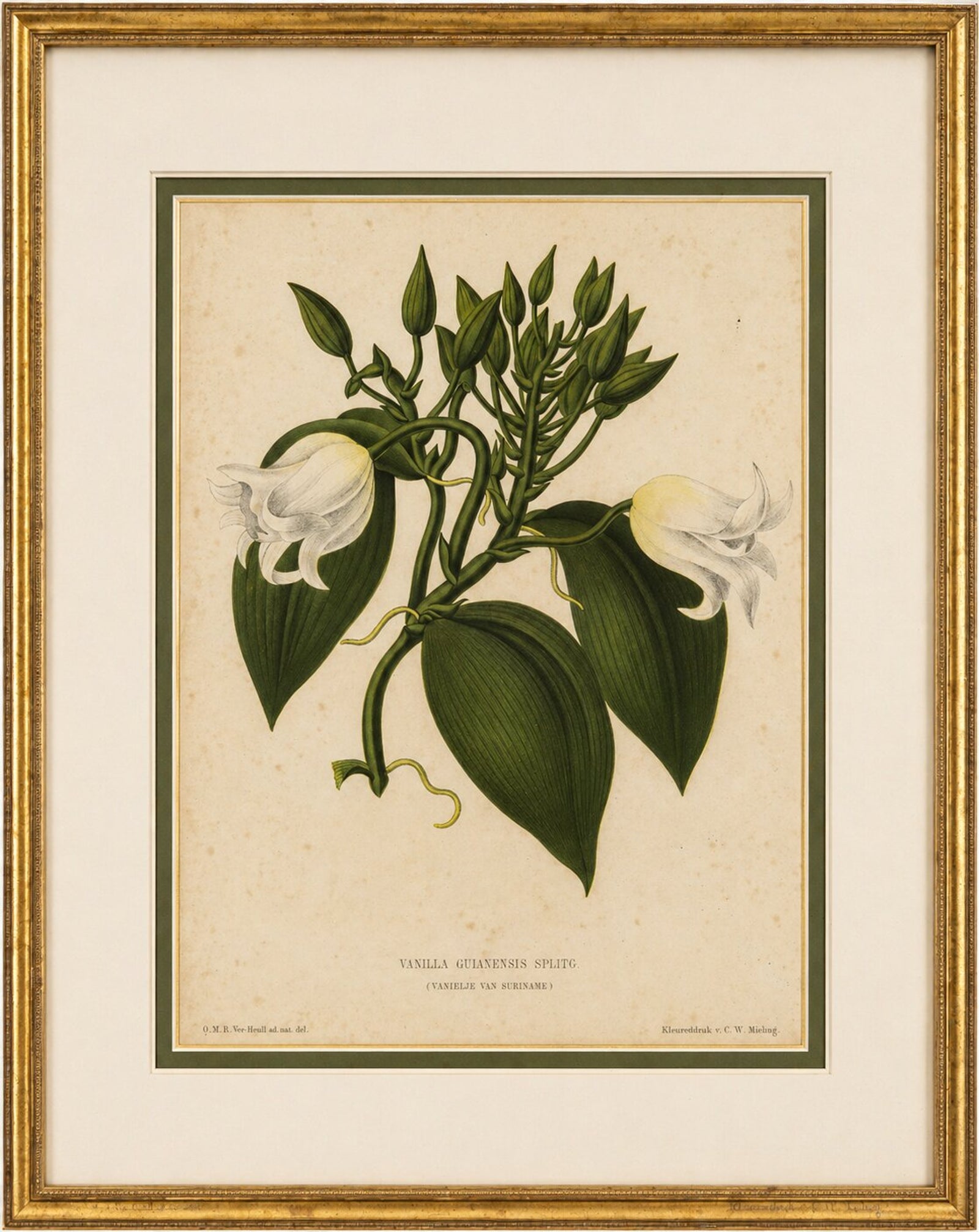 Antique Botanical Lithograph, Vanilla Guianensis, Suriname Orchid, 1856