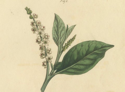 Antique Botanical Engraving of Pokeweed (Phytolacca), 1803 Floral Print, close-up 3