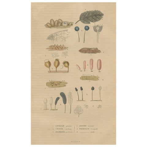 Fungal Forms: Illustrations of Mycological Diversity, 1845