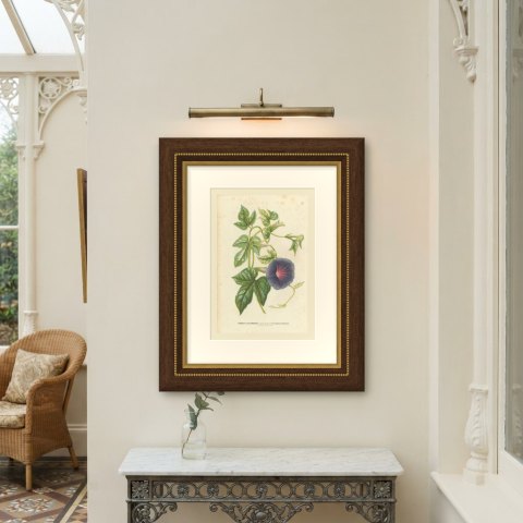 Japanese Morning Glory Caerulea Variegata, Pharbitis Polymorpha, 1858, shown framed on a wall, true to size