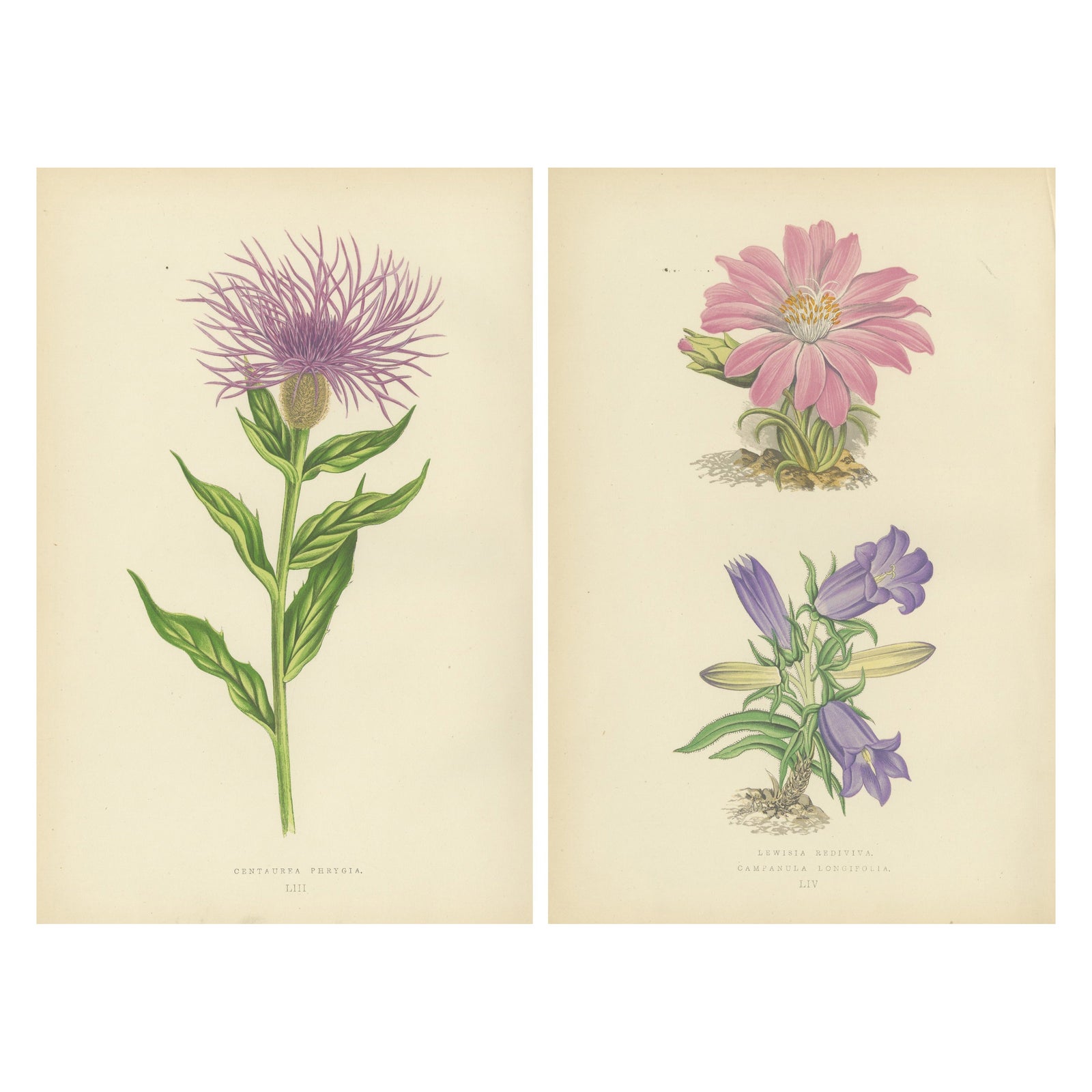 Antique Botanical Wall Art Pair, Purple Knapweed & Bitterroot, London 1874
