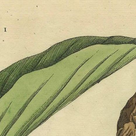 Botanical Illustration of White Turmeric (Curcuma zedoaria) by Blackwell, 1696, close-up 4