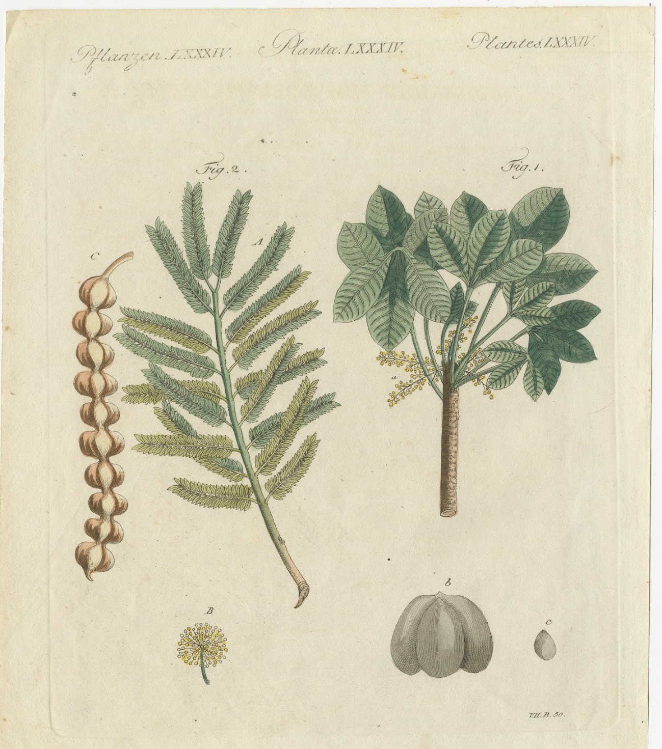 Rubber Tree and Gum Arabic Acacia, Antique Bertuch Print, circa 1805