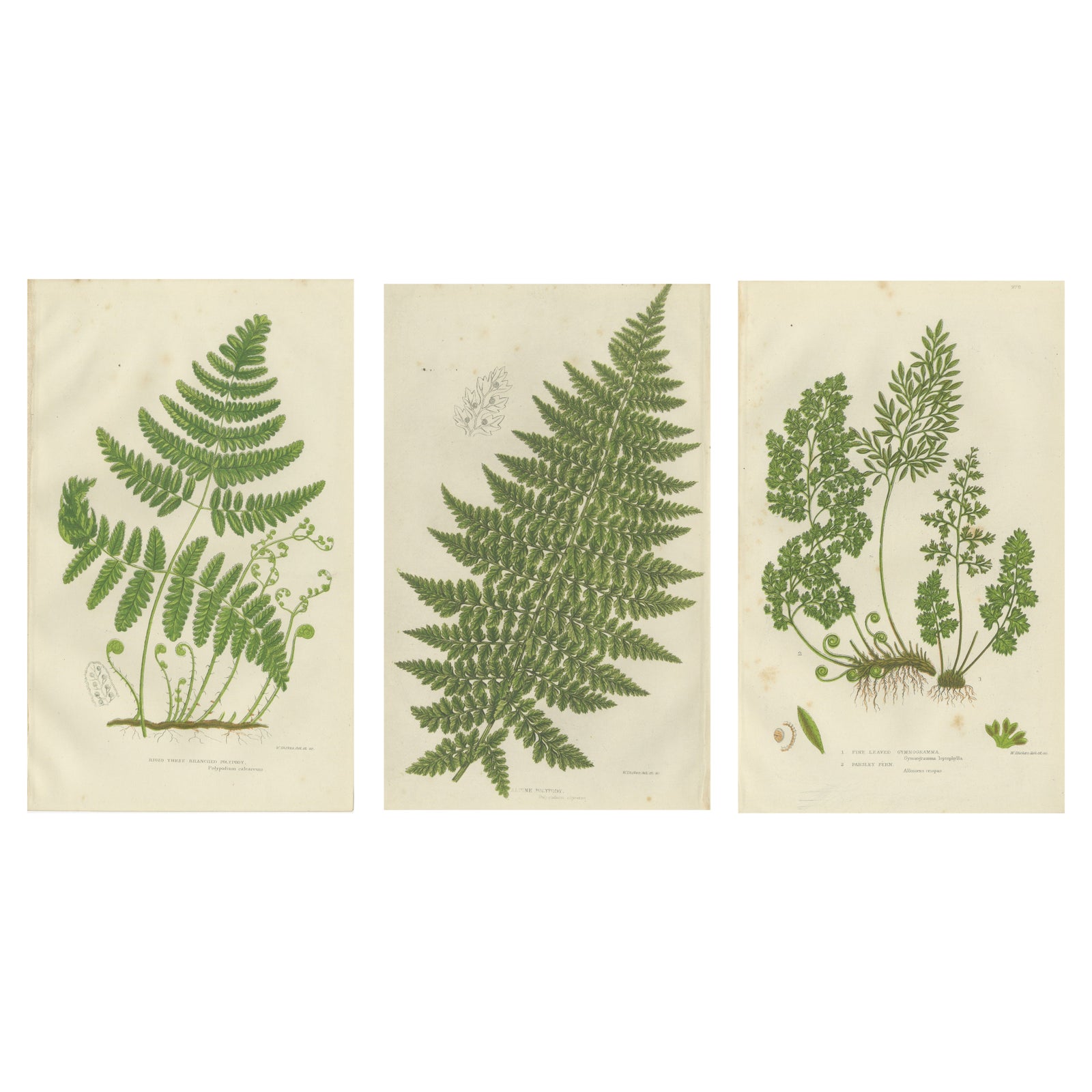 British Ferns Triptych, Three Antique Botanical Prints, Anne Pratt, 1873