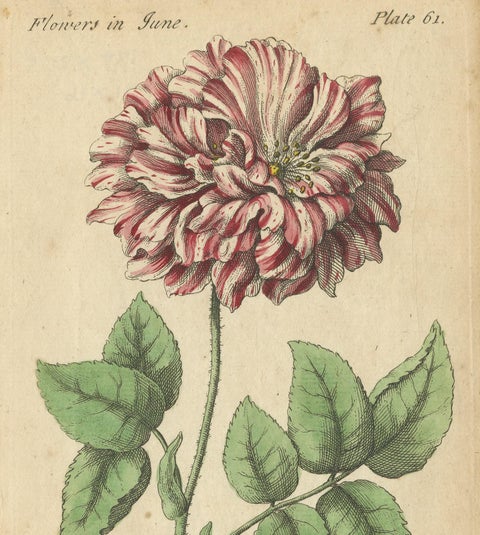 Antique Print of the Mountain Lily and Rosa Mundi, 1747, view 5