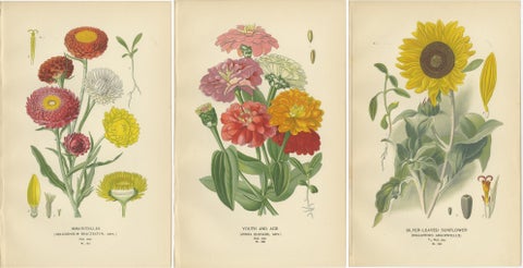 Antique Botanical Prints Trio: Immortelles, Youth and Age, Sunflower, 1897, view 5