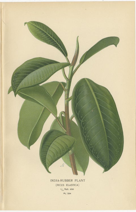 1897 Victorian Botanical Print, India-Rubber Plant (Ficus Elastica), view 2