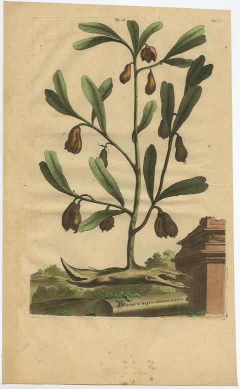 Botanical Illustration of Cardamom Plant (Cardamomum majus arborescens) , 1696, view 2