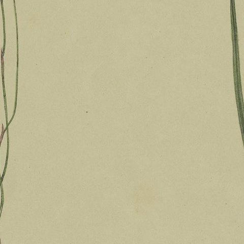 Antique Botany Print of the Salmon Sun Orchid & Fringed Sun Orchid, '1884', close-up 1