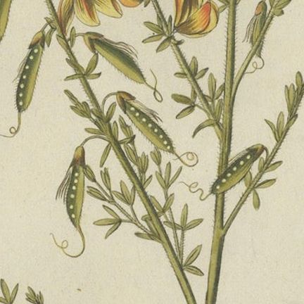Scotch Broom Botanical Engraving, Icones Plantarum Medicinalium, 1788, close-up 5
