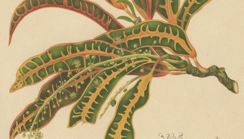 Original Garden Croton (Joseph's Coat) Botanical Chromolithograph, c. 1880, close-up 3