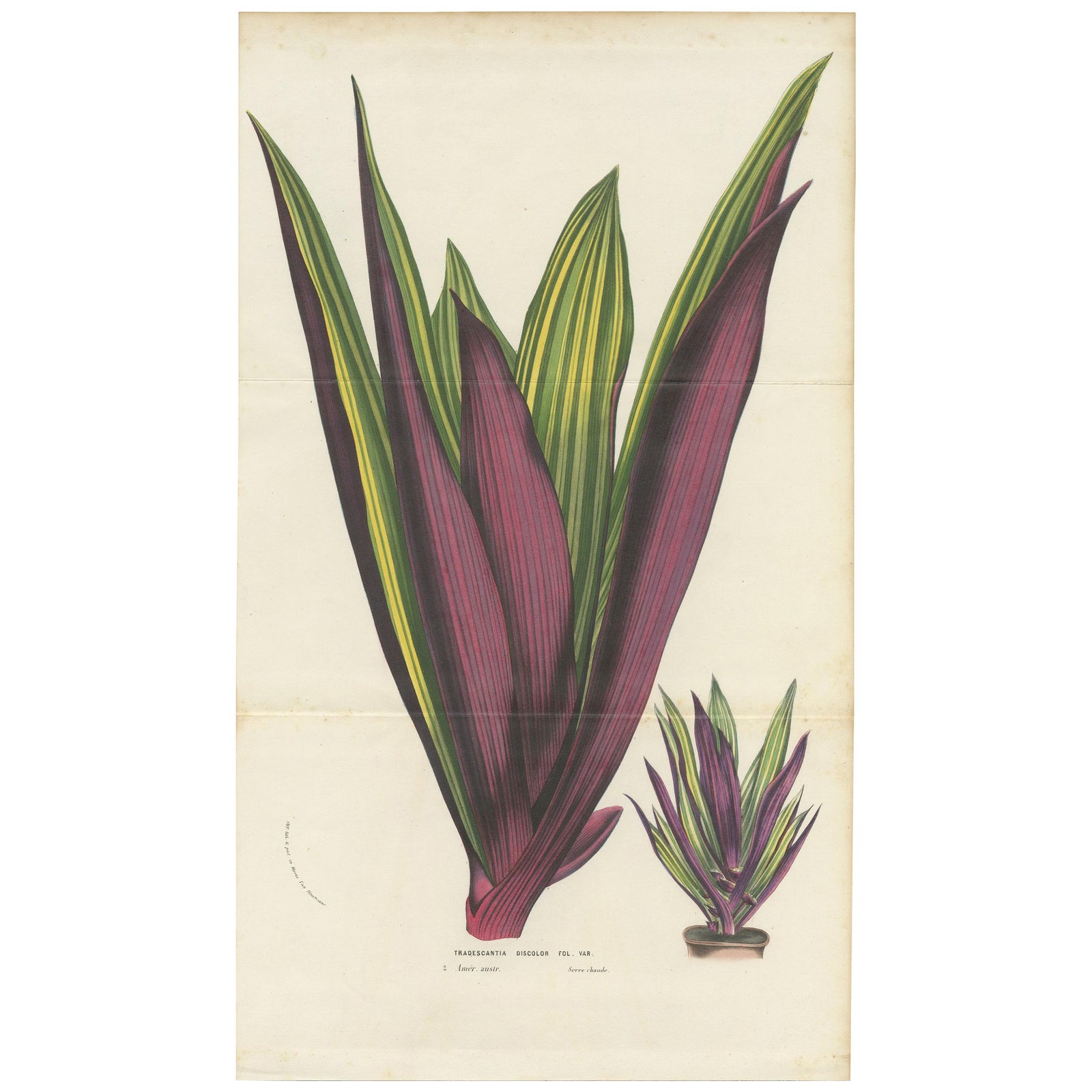 Antique Botany Print of Tradescantia Spathacea by Van Houtte, 1856