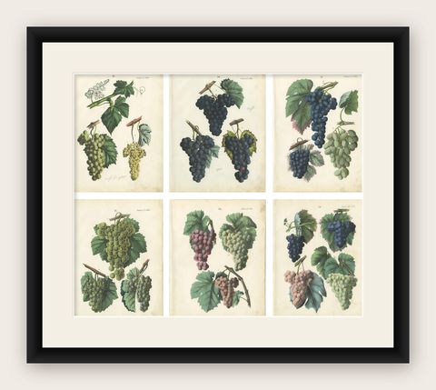 Antique Grape Botanical Chromolithographs, Wine & Table Grapes, Set of Six, 1854, shown framed