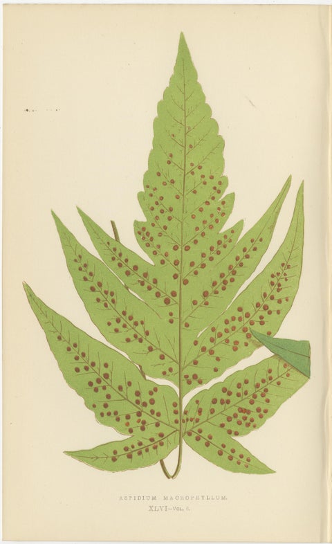 Antique Set of Three Botanical Fern Prints by E.J. Lowe (1868), Aspidium Series, view 2