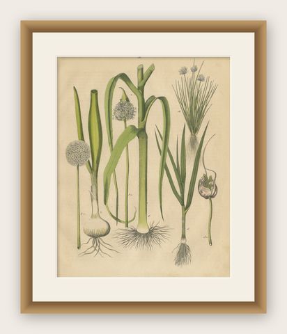 Antique Onion and Leek Botanical Print, Kitchen Garden Study, 1852, shown framed