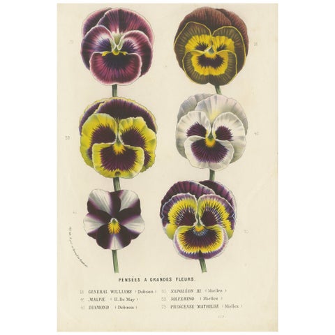 Large-Flowered Pansies Botanical Illustration by Louis van Houtte, 19th Century