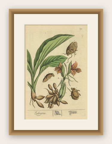 Botanical Illustration of White Turmeric (Curcuma zedoaria) by Blackwell, 1696, shown framed